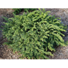 Тис ягідний Репанденс | Тис ягодный Репанденс | Taxus baccata Repandens