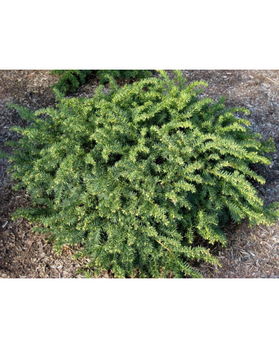 Тис ягідний Репанденс | Тис ягодный Репанденс | Taxus baccata Repandens