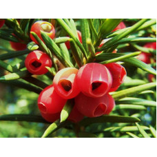Тис ягідний Репанденс | Тис ягодный Репанденс | Taxus baccata Repandens