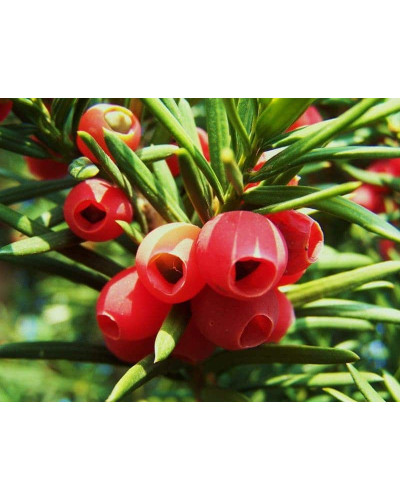 Тис ягідний Репанденс | Тис ягодный Репанденс | Taxus baccata Repandens