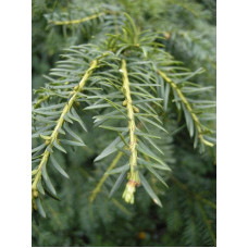 Тис ягідний Репанденс | Тис ягодный Репанденс | Taxus baccata Repandens