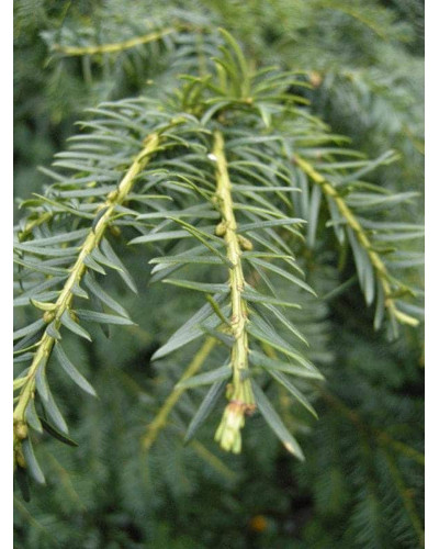 Тис ягідний Репанденс | Тис ягодный Репанденс | Taxus baccata Repandens