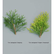 Туя західна Голден Смарагд ® / Джанед Голд ® | Туя западная Голден Смарагд ® / Джанед Голд ® | Thuja occidentalis Golden Smaragd ®/ Janed Gold ®