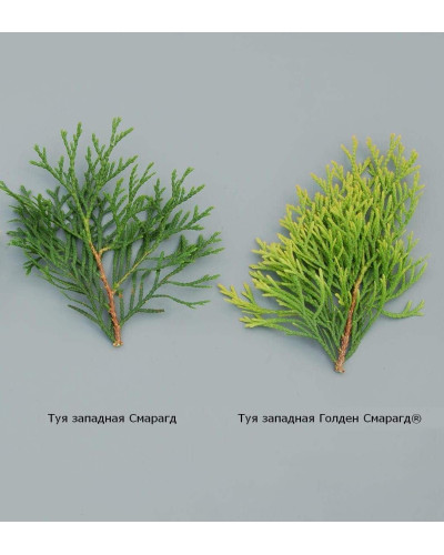 Туя західна Голден Смарагд ® / Джанед Голд ® | Туя западная Голден Смарагд ® / Джанед Голд ® | Thuja occidentalis Golden Smaragd ®/ Janed Gold ®