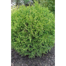 Туя західна Літл Джем | Туя западная Литл Джем | Thuja occidentalis Little Gem
