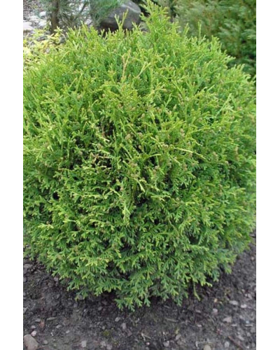 Туя західна Літл Джем | Туя западная Литл Джем | Thuja occidentalis Little Gem