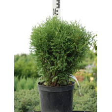 Туя західна Літл Джем | Туя западная Литл Джем | Thuja occidentalis Little Gem