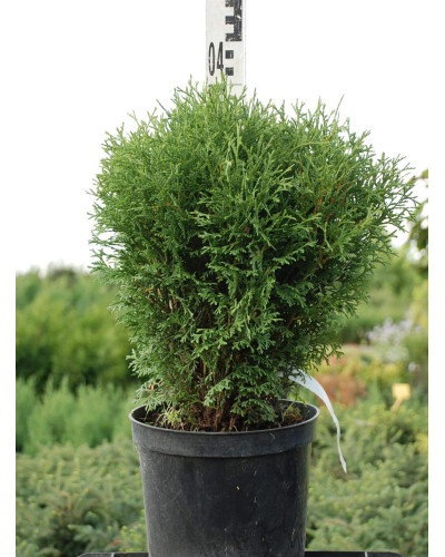 Туя західна Літл Джем | Туя западная Литл Джем | Thuja occidentalis Little Gem