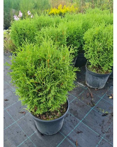 Туя західна Літл Джем | Туя западная Литл Джем | Thuja occidentalis Little Gem