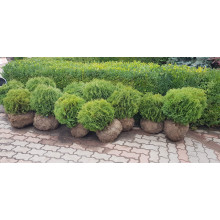 Туя західна Літл Джем | Туя западная Литл Джем | Thuja occidentalis Little Gem