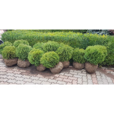 Туя західна Літл Джем | Туя западная Литл Джем | Thuja occidentalis Little Gem