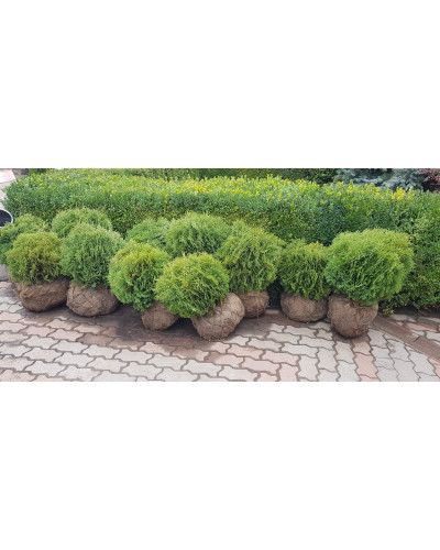 Туя західна Літл Джем | Туя западная Литл Джем | Thuja occidentalis Little Gem