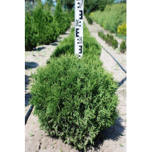 Туя західна Літл Джем | Туя западная Литл Джем | Thuja occidentalis Little Gem