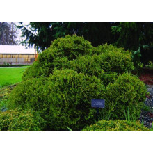 Туя західна Літл Джем | Туя западная Литл Джем | Thuja occidentalis Little Gem