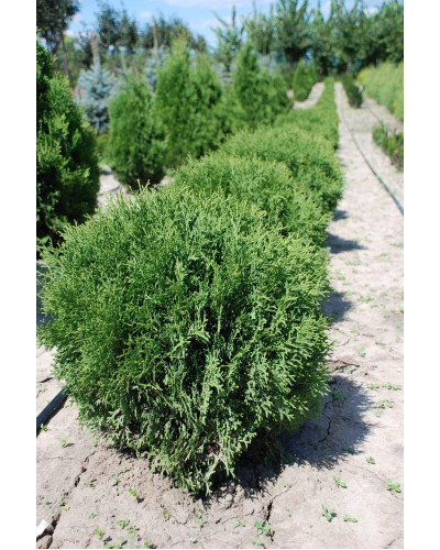 Туя західна Літл Джем | Туя западная Литл Джем | Thuja occidentalis Little Gem
