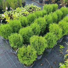 Туя західна Літл Джем | Туя западная Литл Джем | Thuja occidentalis Little Gem