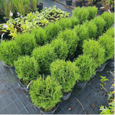 Туя західна Літл Джем | Туя западная Литл Джем | Thuja occidentalis Little Gem