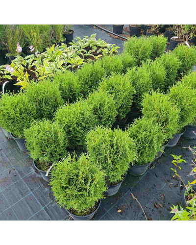Туя західна Літл Джем | Туя западная Литл Джем | Thuja occidentalis Little Gem