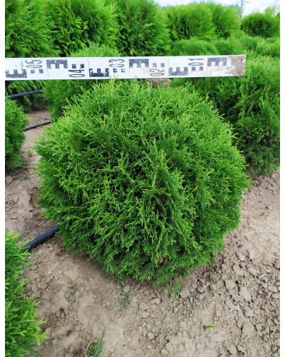 Туя західна Літл Джем | Туя западная Литл Джем | Thuja occidentalis Little Gem