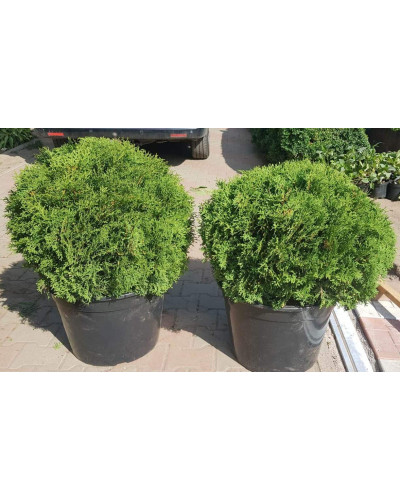 Туя західна Літл Джем | Туя западная Литл Джем | Thuja occidentalis Little Gem