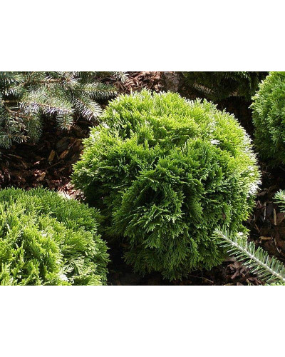 Туя західна Літл Джем | Туя западная Литл Джем | Thuja occidentalis Little Gem