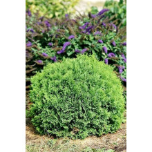 Туя західна Літл Гіант | Туя западная Литл Гиант | Thuja occidentalis Little Giant