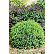 Туя західна Літл Гіант | Туя западная Литл Гиант | Thuja occidentalis Little Giant