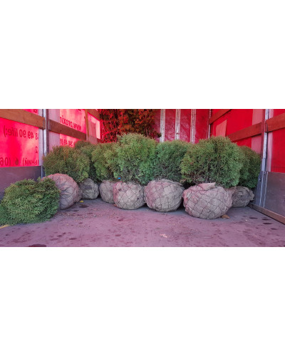 Туя західна Літл Гіант | Туя западная Литл Гиант | Thuja occidentalis Little Giant