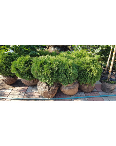 Туя західна Літл Гіант | Туя западная Литл Гиант | Thuja occidentalis Little Giant