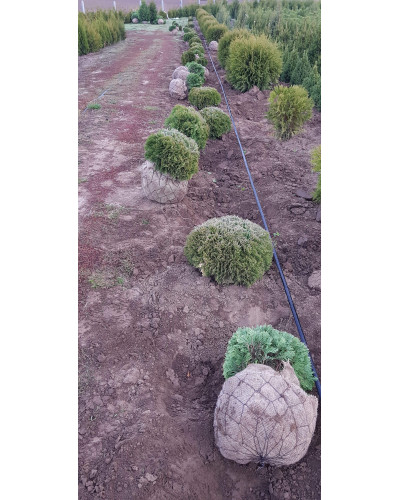 Туя західна Літл Гіант | Туя западная Литл Гиант | Thuja occidentalis Little Giant