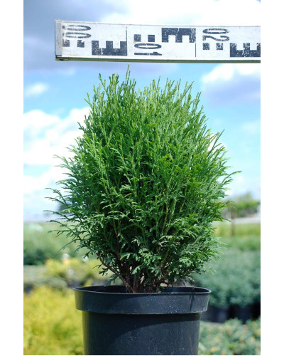 Туя західна Літл Гіант | Туя западная Литл Гиант | Thuja occidentalis Little Giant