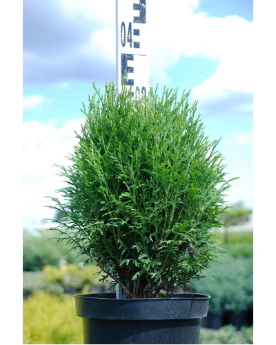 Туя західна Літл Гіант | Туя западная Литл Гиант | Thuja occidentalis Little Giant
