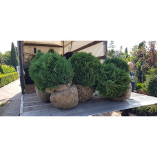 Туя західна Літл Гіант | Туя западная Литл Гиант | Thuja occidentalis Little Giant