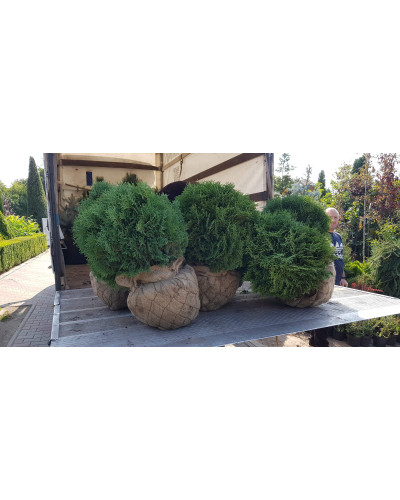 Туя західна Літл Гіант | Туя западная Литл Гиант | Thuja occidentalis Little Giant