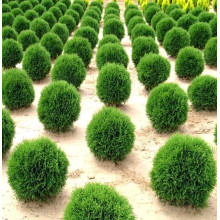 Туя західна Літл Гіант | Туя западная Литл Гиант | Thuja occidentalis Little Giant