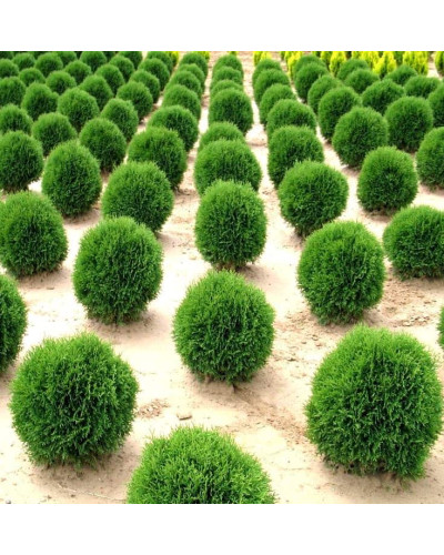 Туя західна Літл Гіант | Туя западная Литл Гиант | Thuja occidentalis Little Giant