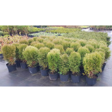 Туя західна Літл Гіант | Туя западная Литл Гиант | Thuja occidentalis Little Giant