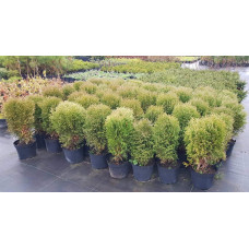 Туя західна Літл Гіант | Туя западная Литл Гиант | Thuja occidentalis Little Giant