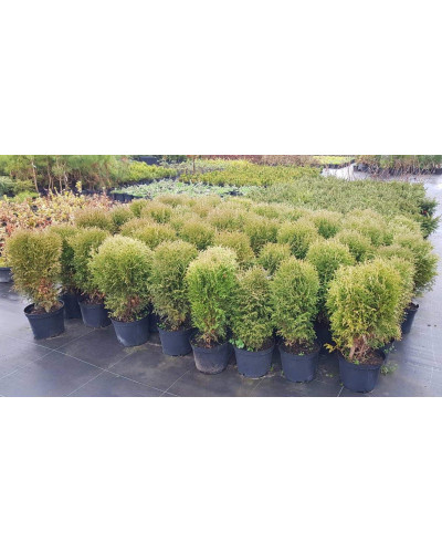 Туя західна Літл Гіант | Туя западная Литл Гиант | Thuja occidentalis Little Giant