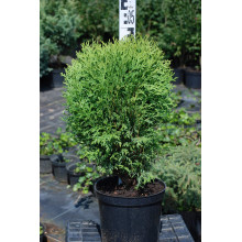 Туя західна Літл Гіант | Туя западная Литл Гиант | Thuja occidentalis Little Giant
