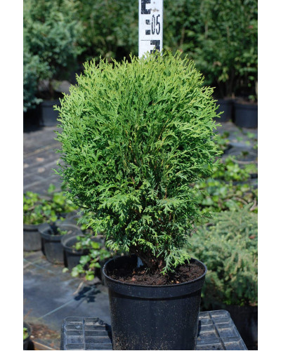 Туя західна Літл Гіант | Туя западная Литл Гиант | Thuja occidentalis Little Giant