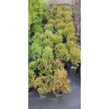Туя західна Літл Гіант | Туя западная Литл Гиант | Thuja occidentalis Little Giant