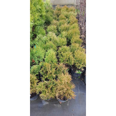 Туя західна Літл Гіант | Туя западная Литл Гиант | Thuja occidentalis Little Giant