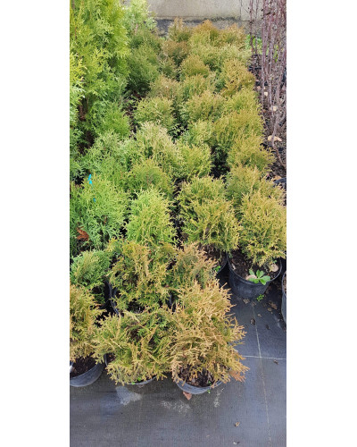 Туя західна Літл Гіант | Туя западная Литл Гиант | Thuja occidentalis Little Giant
