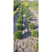 Туя західна Літл Гіант | Туя западная Литл Гиант | Thuja occidentalis Little Giant