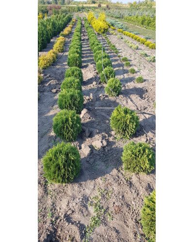 Туя західна Літл Гіант | Туя западная Литл Гиант | Thuja occidentalis Little Giant