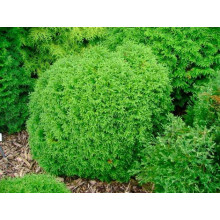 Туя західна Літл Гіант | Туя западная Литл Гиант | Thuja occidentalis Little Giant