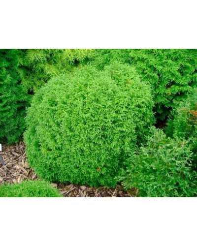 Туя західна Літл Гіант | Туя западная Литл Гиант | Thuja occidentalis Little Giant
