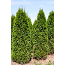 Туя західна колоновидна Колумна | Туя западная колоновидная Колумна | Thuja occidentalis Columna