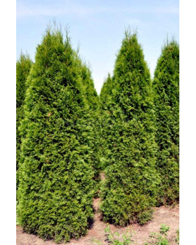 Туя західна колоновидна Колумна | Туя западная колоновидная Колумна | Thuja occidentalis Columna